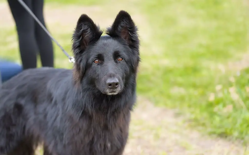 Le Berger Allemand noir : ce qu'il faut savoir sur ce chien allemand - Meilleur en Allemand
